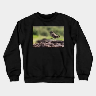 Galapagos Finch Crewneck Sweatshirt